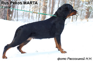 Rus Pekos MARTA - кликните по фото, чтобы посмотреть крупно