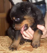 rottweiler pappy