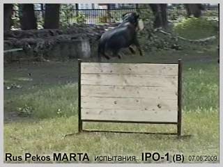 Rottweiler Rus Pekos MARTA